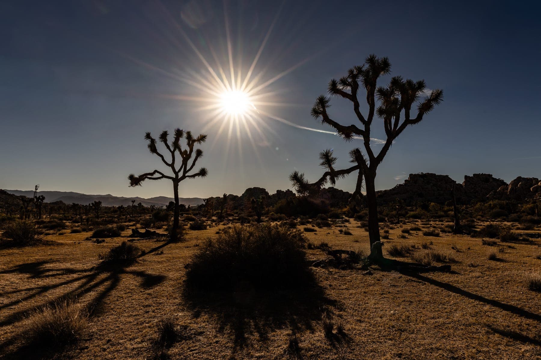 A Joshua tree silhouetted against the horizon with a bright starburst of low sun