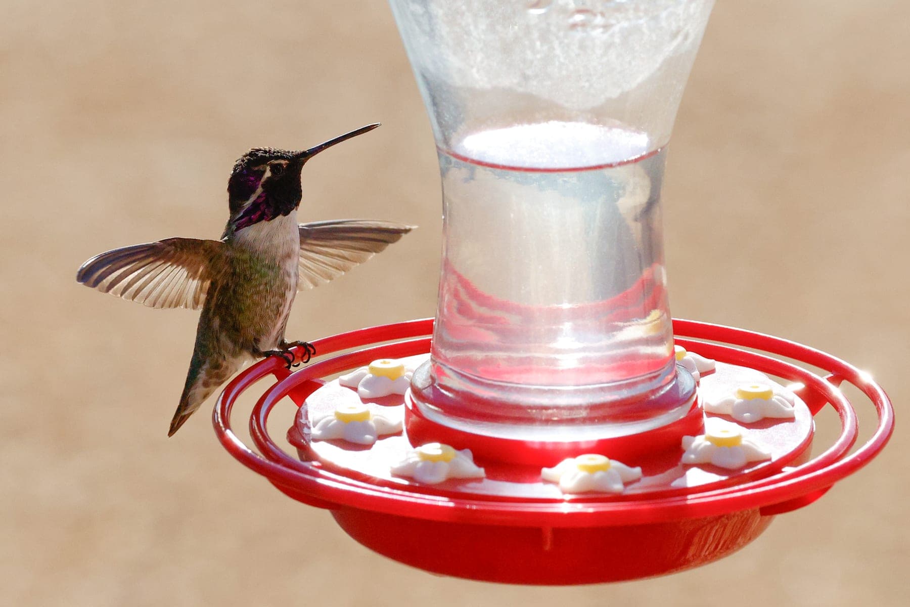 A hummingbird hovering at a feeder, its throat flashing iridescent purple