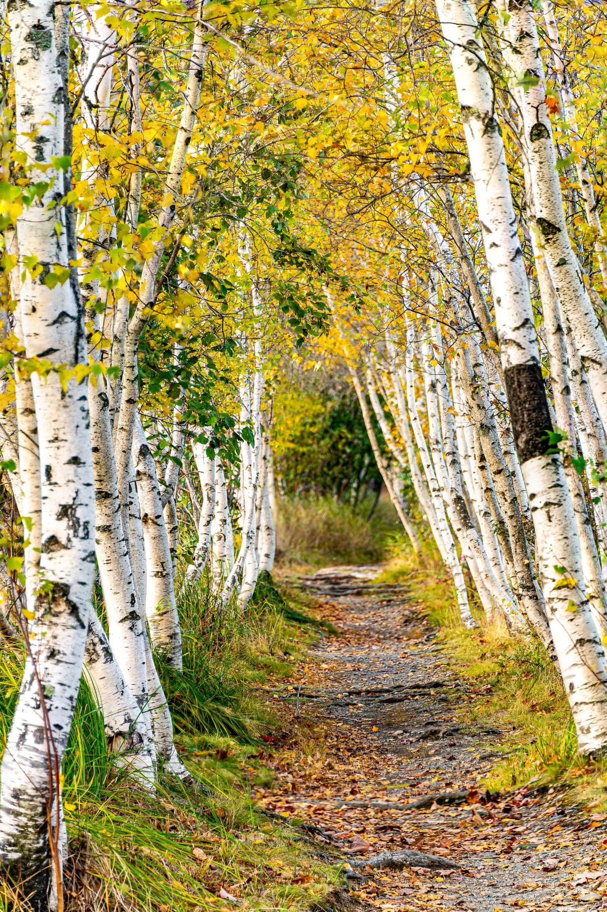 A footpath winding through white birch trees in golden autumn light